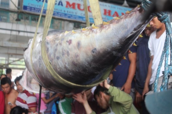 Giant pacific bluefin tuna set Vietnam record  ảnh 1