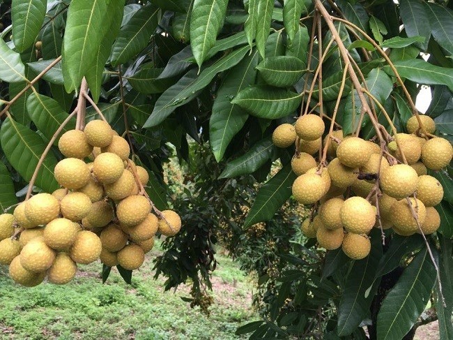 Song Ma longan - Illustrative photo (Photo: baotainguyenmoitruong.vn)