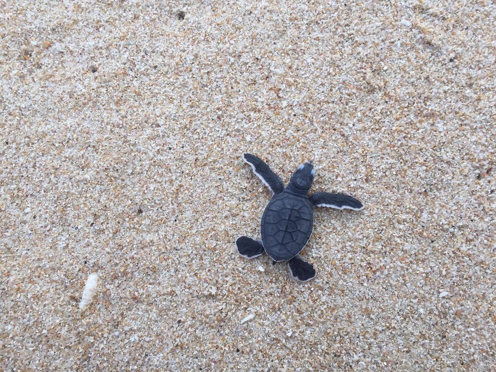 (Illustrative photo:SGGP)