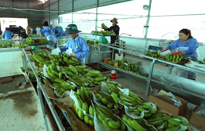 Processing banana for export (Photo: VNA)