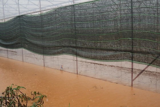 More than 1,350 houses inundated due to tropical downpours ảnh 8