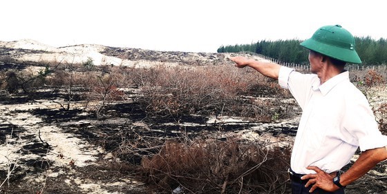 More than 140 hectares of forest destroyed in Binh Dinh  ảnh 6