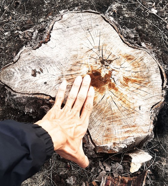 More than 140 hectares of forest destroyed in Binh Dinh  ảnh 5