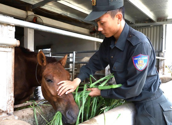 Horse-training day of cavalry soldiers at Ba Van horse farm ảnh 5