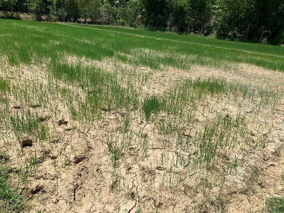 Hot climate, drought cause severe damage in Ha Tinh  ảnh 1