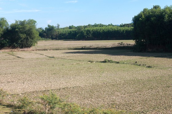 Hot climate, drought cause severe damage in Ha Tinh  ảnh 2