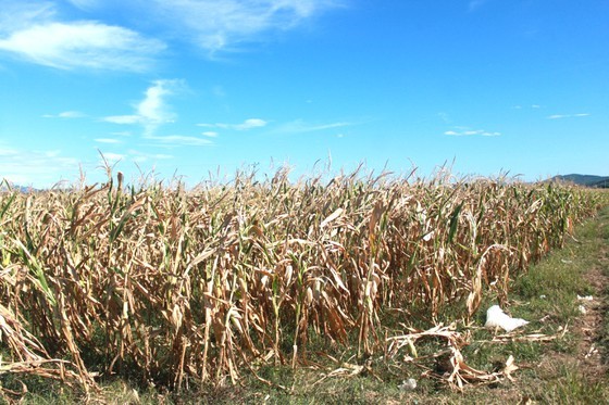 Hot climate, drought cause severe damage in Ha Tinh  ảnh 4