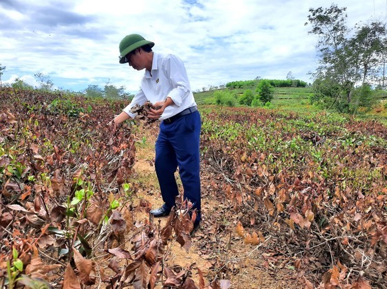 Hot climate, drought cause severe damage in Ha Tinh  ảnh 9