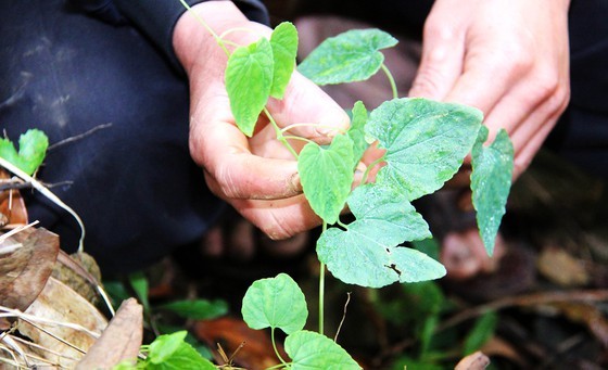 Ethnic minority villages built on mountains in Central Vietnam  ảnh 7