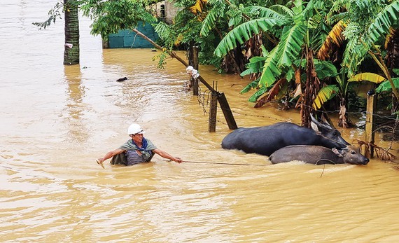 Floodwaters isolate over 10,000 houses in Central region  ảnh 1
