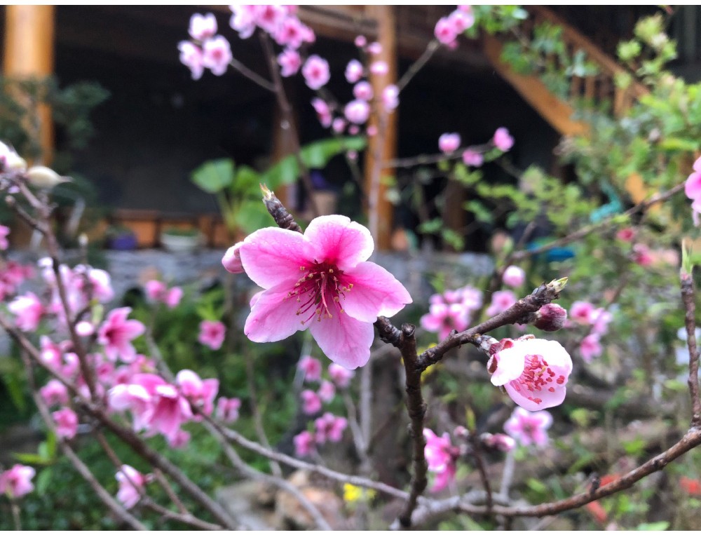 Rocky highland mountains of Ha Giang attract tourists ảnh 3