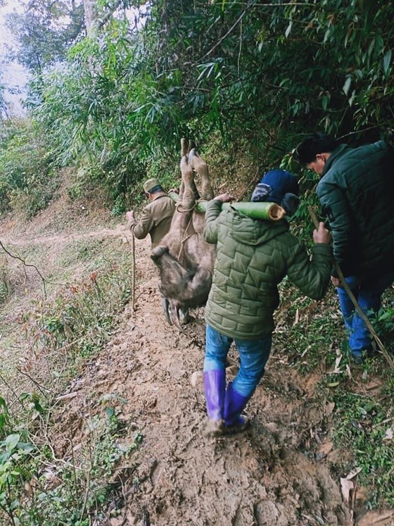  Nearly 3,000 cattle freeze to death due to bitterly-cold temperature  ảnh 4