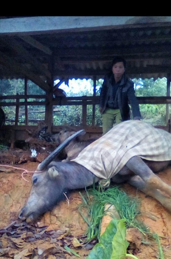  Nearly 3,000 cattle freeze to death due to bitterly-cold temperature  ảnh 3