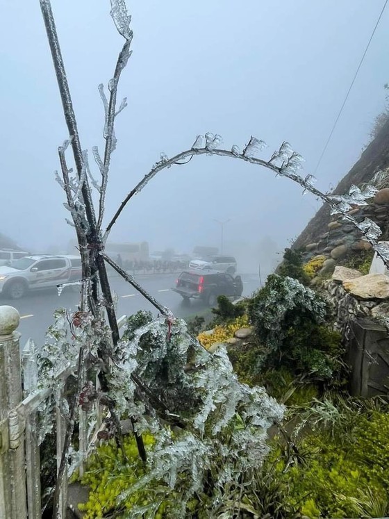  Nearly 3,000 cattle freeze to death due to bitterly-cold temperature  ảnh 1