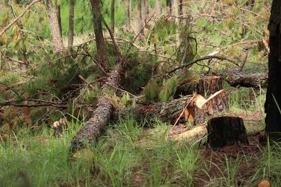 Hundreds of pine trees in Da Lat City chopped down  ảnh 10