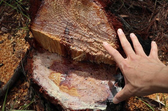 Hundreds of pine trees in Da Lat City chopped down  ảnh 9