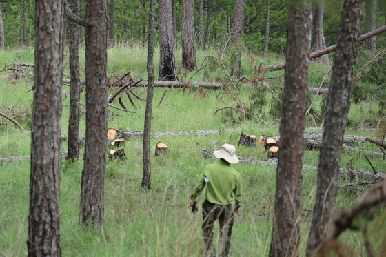 Hundreds of pine trees in Da Lat City chopped down  ảnh 1