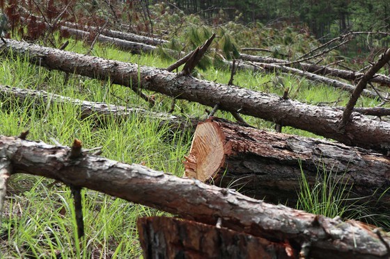 Hundreds of pine trees in Da Lat City chopped down  ảnh 4