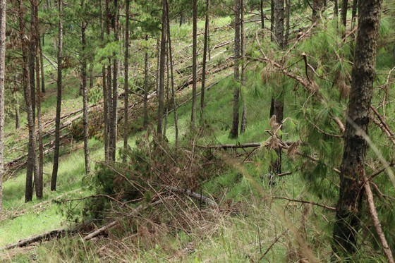 Hundreds of pine trees in Da Lat City chopped down  ảnh 11