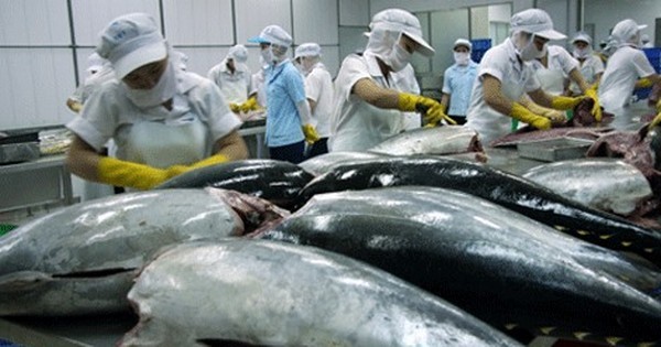 Tuna exports predicted to surge amid high inflation ảnh 1