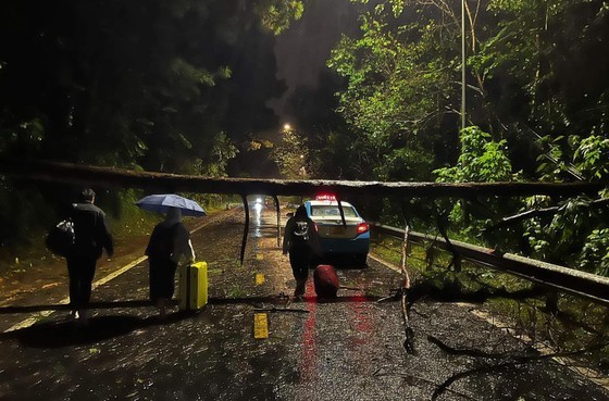 Large pine trees fall across Prenn mountain pass due to downpours, gales  ảnh 3