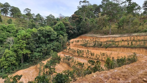 Lam Dong Province proposes to exploit over 154 hectares of Pinus kesiya forest ảnh 1