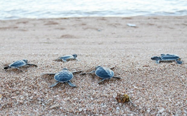 Close to 123,000 sea turtles released back to sea ảnh 1