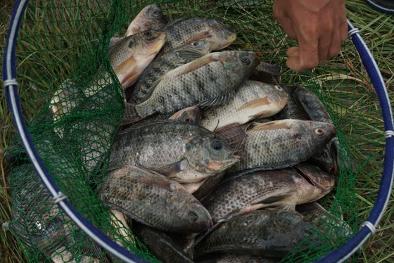 Locals rush to catch fish after storm Noru in Da Nang  ảnh 9