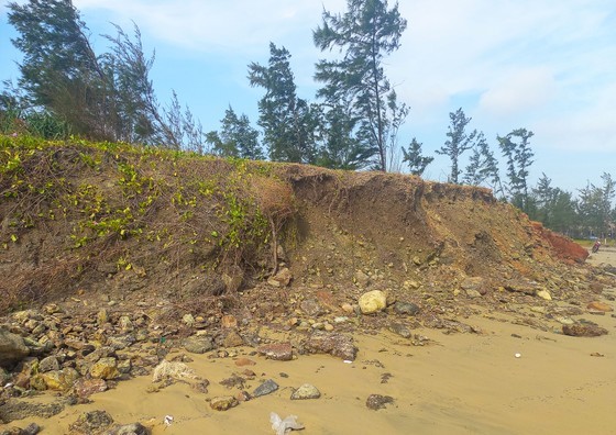 High tide causes coastal erosion in Quang Ngai Province ảnh 1