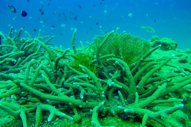 Ba Ria-Vung Tau: eco-tourism goes with environmental protection ảnh 3