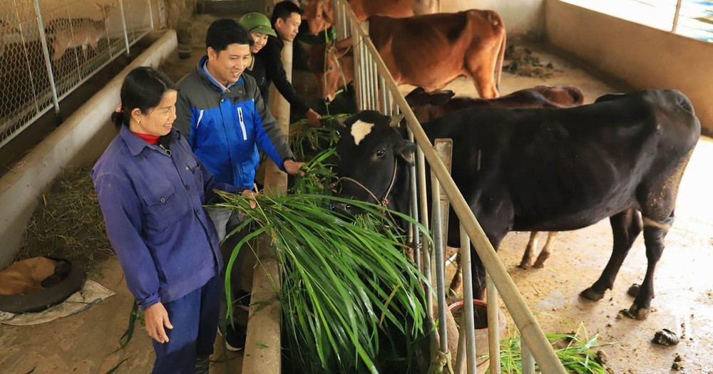 Central region urgently prevents cold attack in livestock, cattle