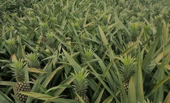 Pineapples are ripe but face sluggish consumption.