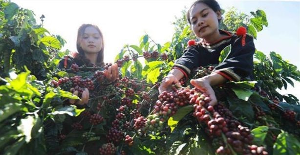 Harvesting coffee in Buon Ma Thuot city, Dak Lak province. (Photo: VNA)