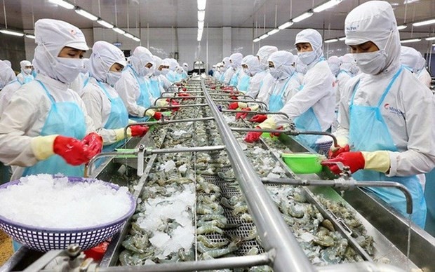 Processing shrimps for export - Illustrative image (Photo: VNA)