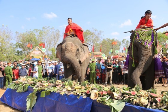 The domesticated elephants are enjoying fruits, vegetables banquet.