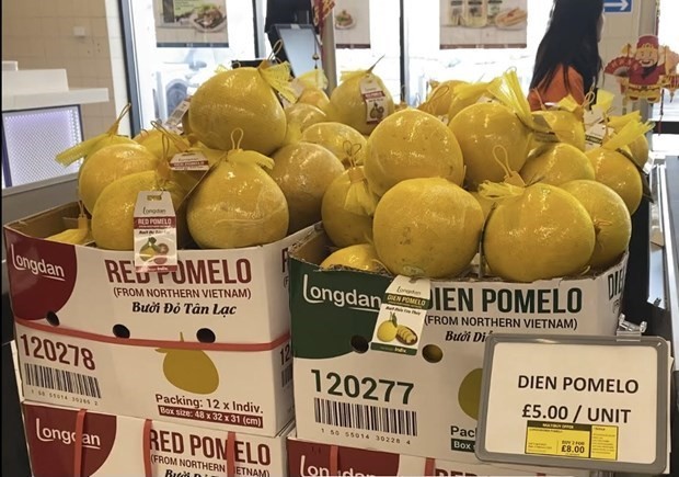 Dien pomelo and Red pomelo on the shelves of Longdan supermarket in the UK (Photo: VNA)