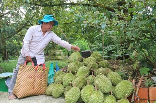 A farmer harvests durians in Cai Lay District of Tien Giang Province (Photo: VNA)