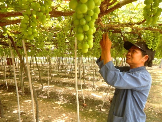 Ninh Thuan grape and wine festival has been held every two years.