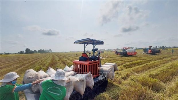 Farmers harvest winter-spring rice. (Photo: VNA) Farmers harvest winter-spring rice. (Photo: VNA)