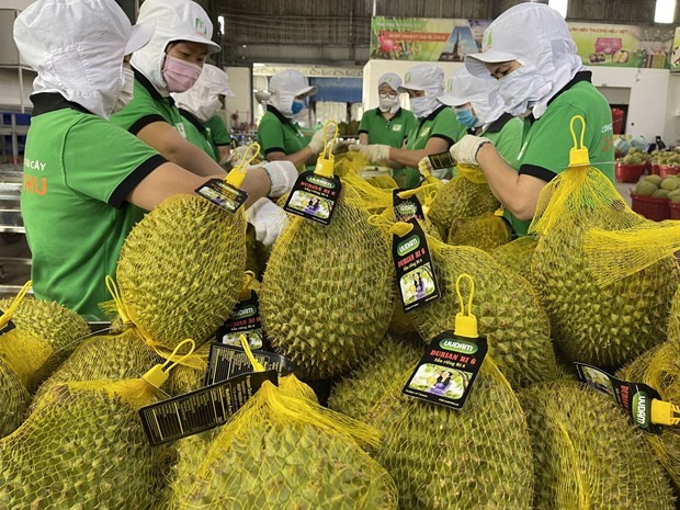 Vietnam’s durian exports are expected to see a boom in the time ahead. (Photo: VNA) Vietnam’s durian exports are expected to see a boom in the time ahead. (Photo: VNA)