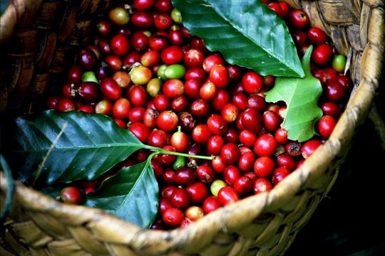 Gia Lai develops specialty coffee (Photo: gialai.gov.vn)