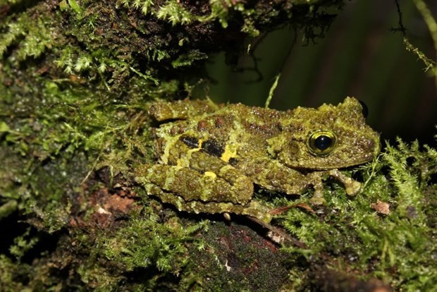 A species of mossy frog (Photo: baotainguyenmoitruong.vn) A species of mossy frog (Photo: baotainguyenmoitruong.vn)