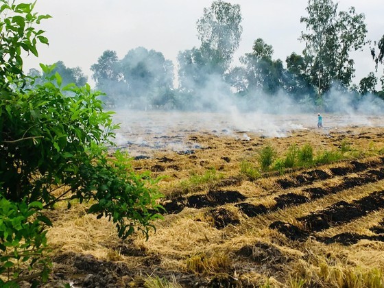 The Mekong Delta makes efforts to encourage farmers use straw ash as phosphorus fertiliser for the agriculture sector, contributing to reducing emissions The Mekong Delta makes efforts to encourage farmers use straw ash as phosphorus fertiliser for the agriculture sector, contributing to reducing emissions