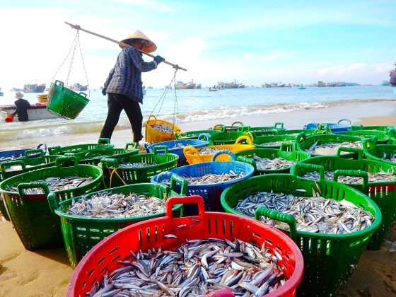 Workers select fresh black and striped anchovies from the sea to make fish sauce