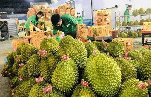 Vietnamese durian exported to China (Photo: VNA) Vietnamese durian exported to China (Photo: VNA)