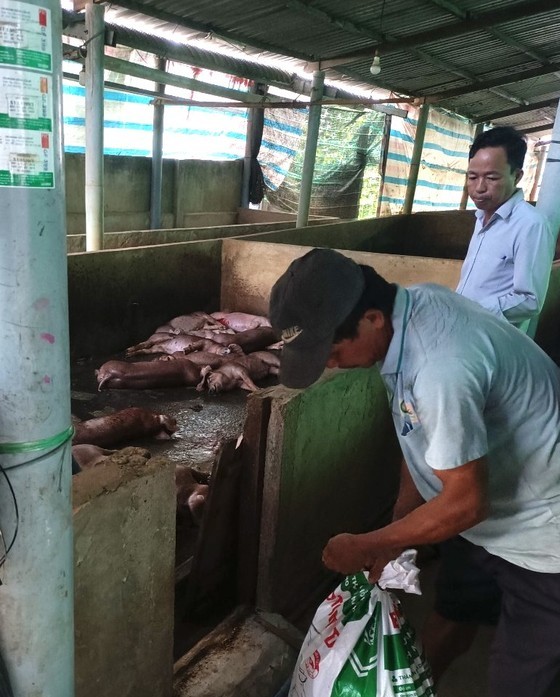 African swine fever spreads to eight out of 11 districts in Tien Giang Province. African swine fever spreads to eight out of 11 districts in Tien Giang Province.