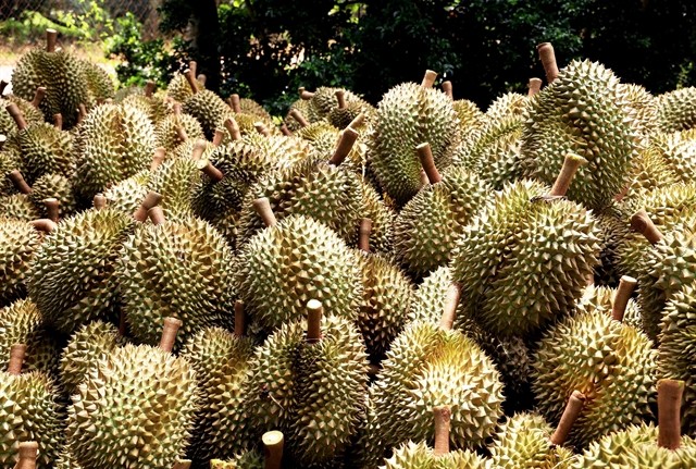 327566-durian-eu-6718.jpg