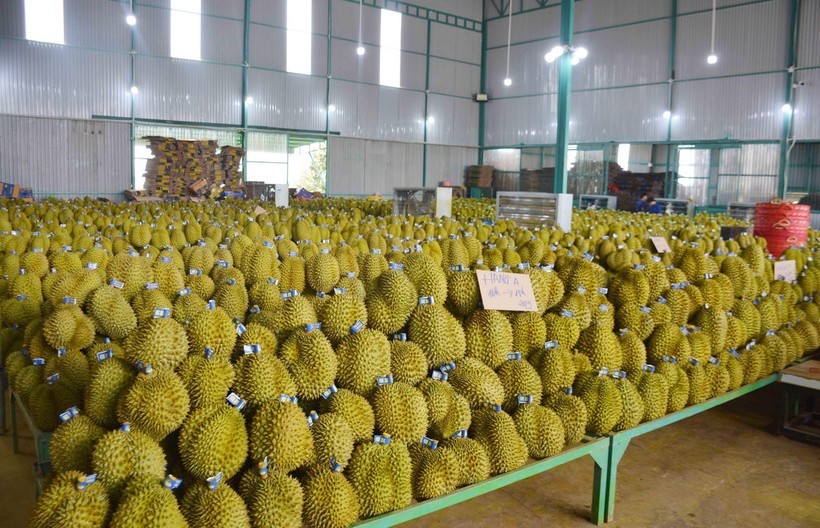 vietnamese_durian.jpg
