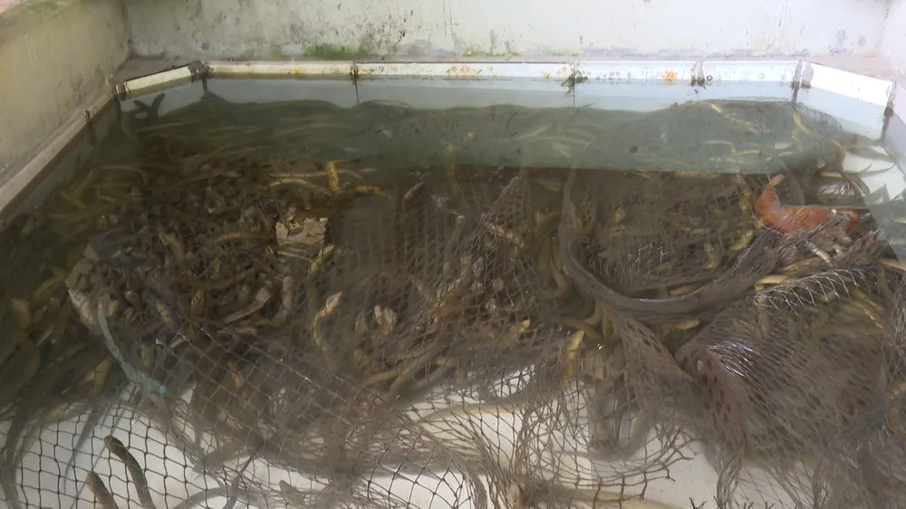 Nuôi lươn 4.jpg