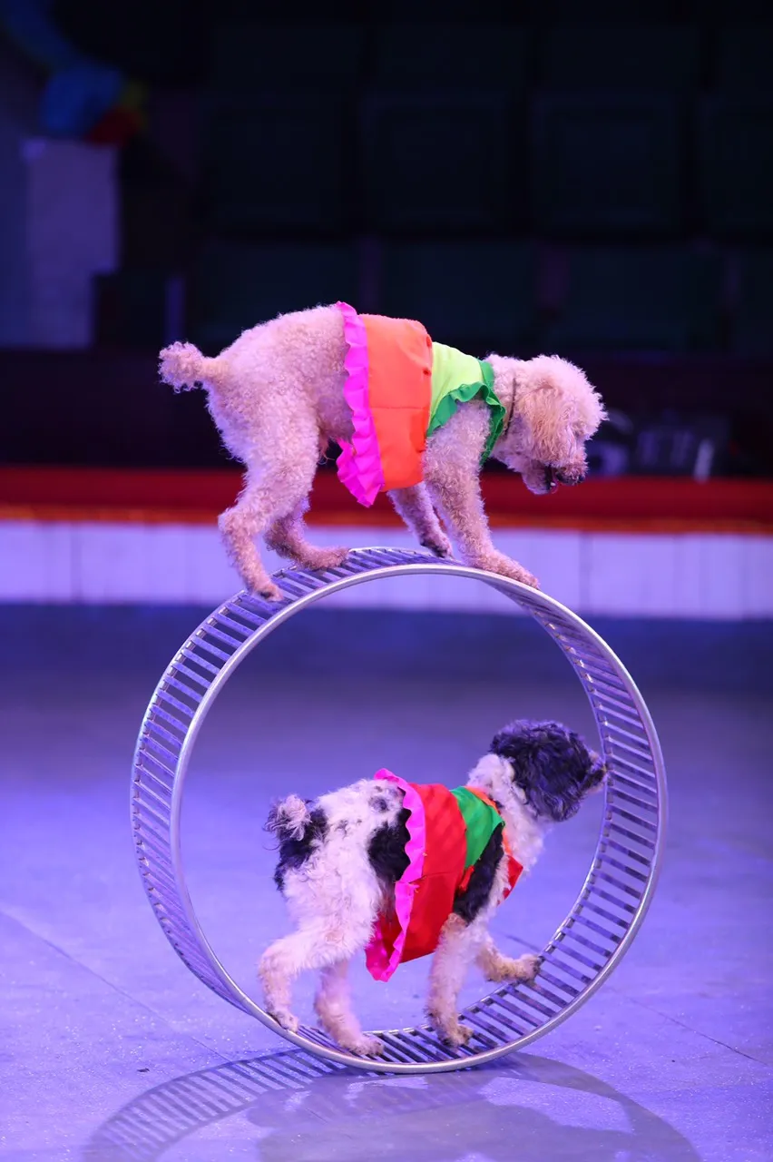 Chương trình xiếc “Khu rừng hạnh phúc - Vũ điệu rừng xanh” biểu diễn tại TPHCM ảnh 4